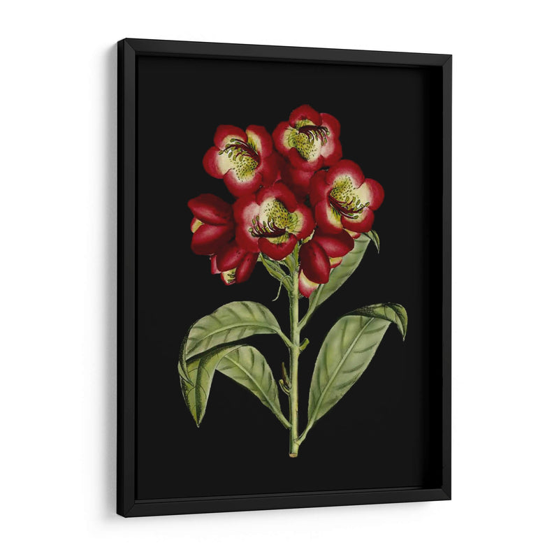 Flores Carmesí En Negro Iii | Cuadro decorativo de Canvas Lab