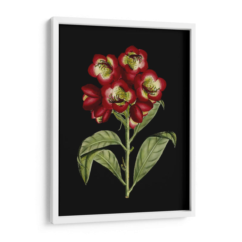 Flores Carmesí En Negro Iii | Cuadro decorativo de Canvas Lab