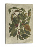 Estampado Deshayes Trees Ii - Vision Studio | Cuadro decorativo de Canvas Lab