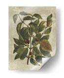 Estampado Deshayes Trees Ii - Vision Studio | Cuadro decorativo de Canvas Lab