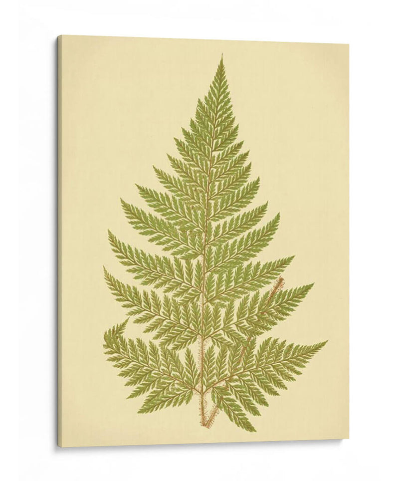 Lowes Fern I I - E.J. Lowe | Cuadro decorativo de Canvas Lab