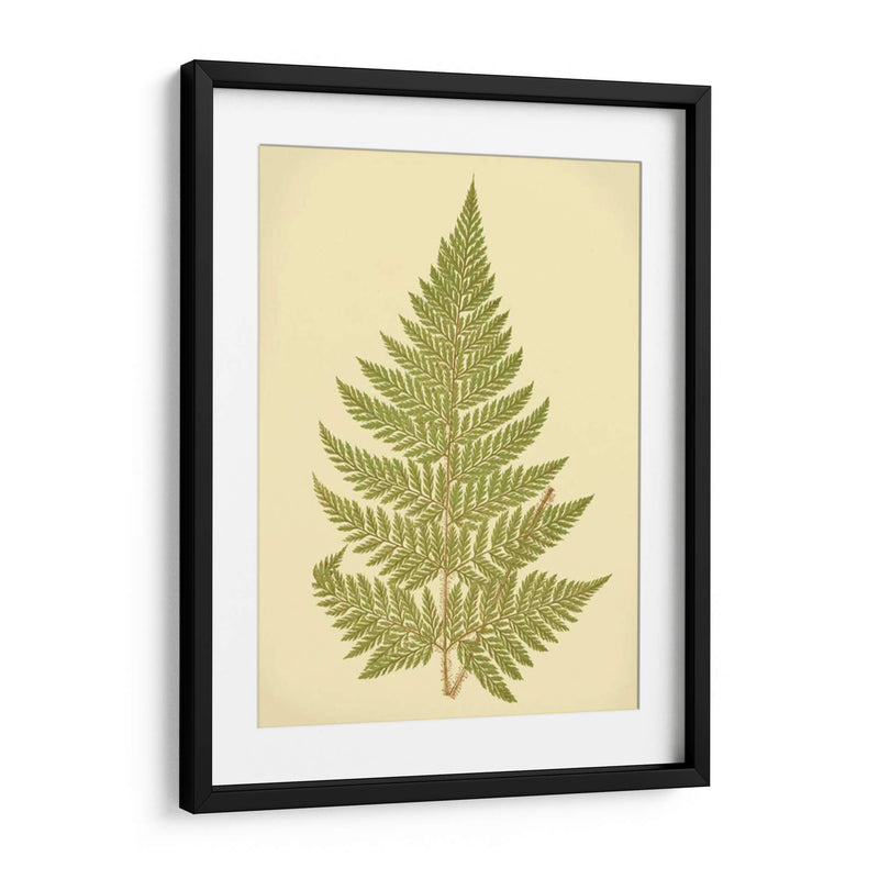 Lowes Fern I I - E.J. Lowe | Cuadro decorativo de Canvas Lab