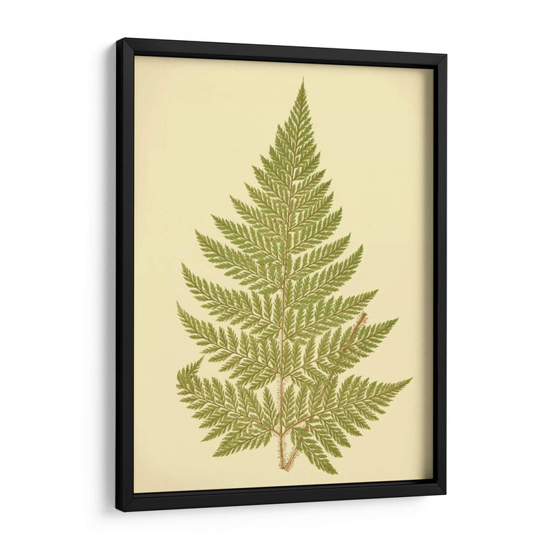 Lowes Fern I I - E.J. Lowe | Cuadro decorativo de Canvas Lab