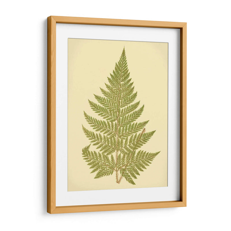 Lowes Fern I I - E.J. Lowe | Cuadro decorativo de Canvas Lab