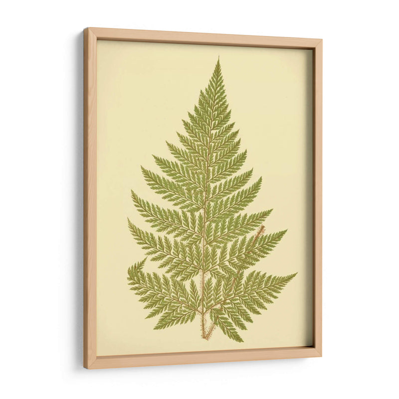 Lowes Fern I I - E.J. Lowe | Cuadro decorativo de Canvas Lab