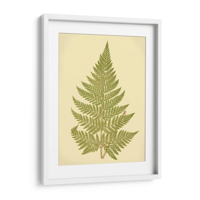 Lowes Fern I I - E.J. Lowe | Cuadro decorativo de Canvas Lab