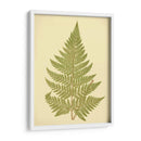 Lowes Fern I I - E.J. Lowe | Cuadro decorativo de Canvas Lab