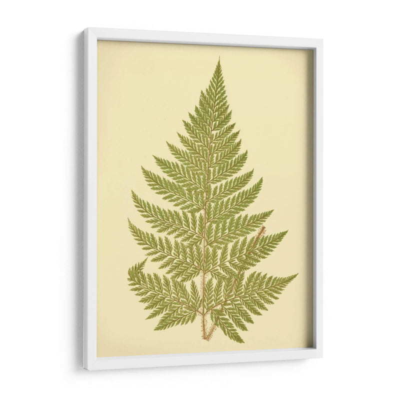 Lowes Fern I I - E.J. Lowe | Cuadro decorativo de Canvas Lab