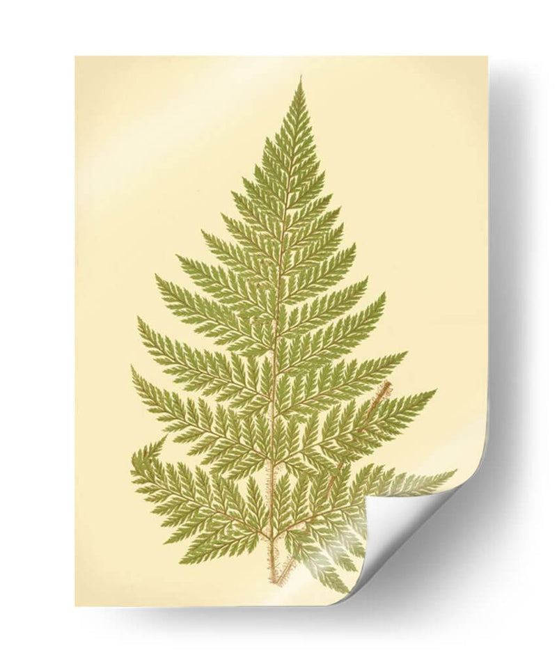 Lowes Fern I I - E.J. Lowe | Cuadro decorativo de Canvas Lab