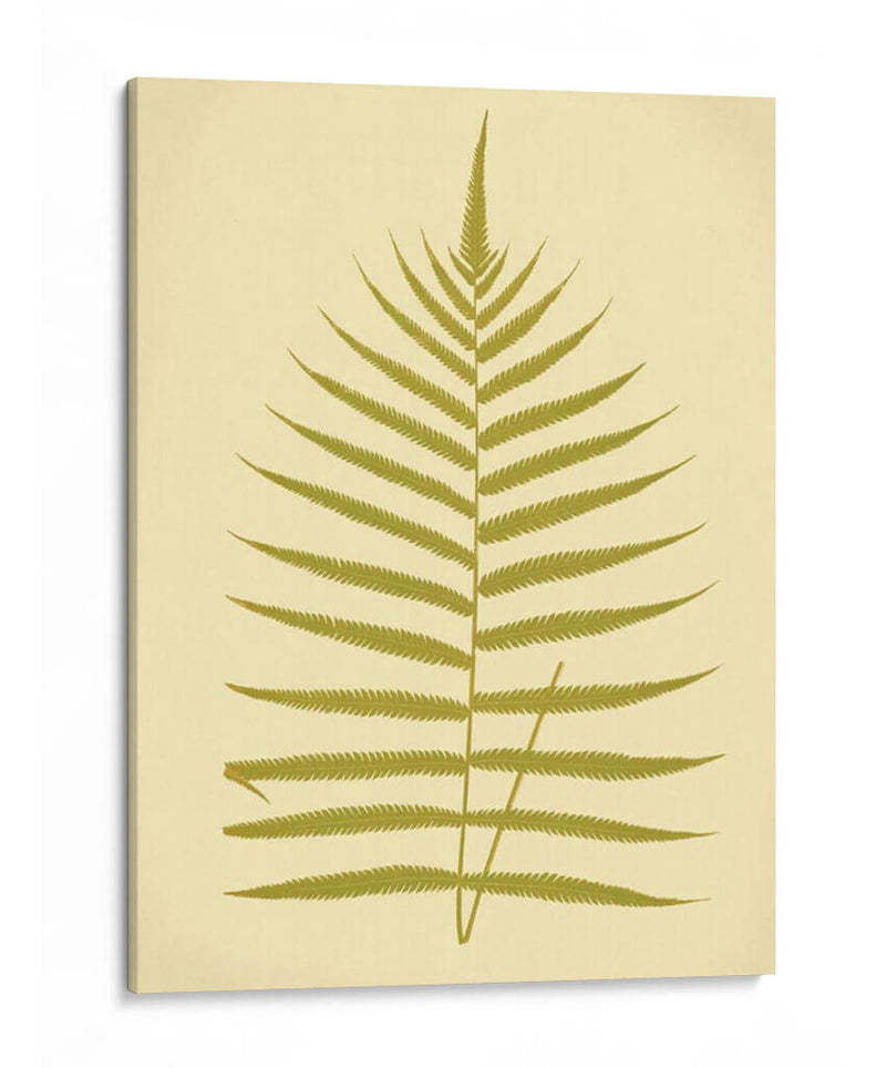 Lowes Fern Iv - E.J. Lowe | Cuadro decorativo de Canvas Lab