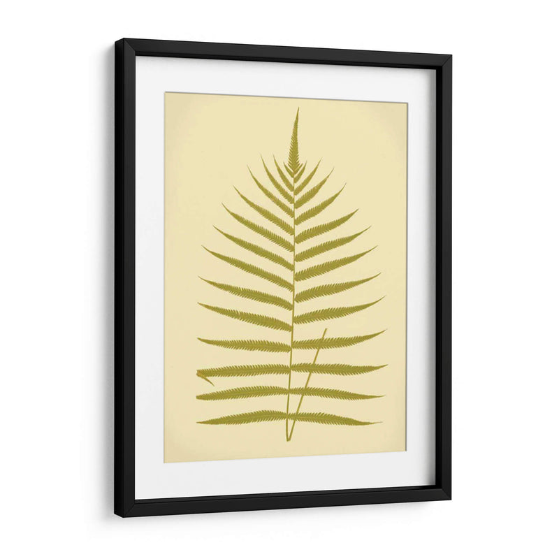 Lowes Fern Iv - E.J. Lowe | Cuadro decorativo de Canvas Lab