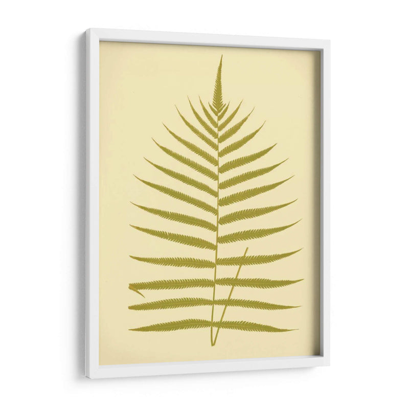 Lowes Fern Iv - E.J. Lowe | Cuadro decorativo de Canvas Lab