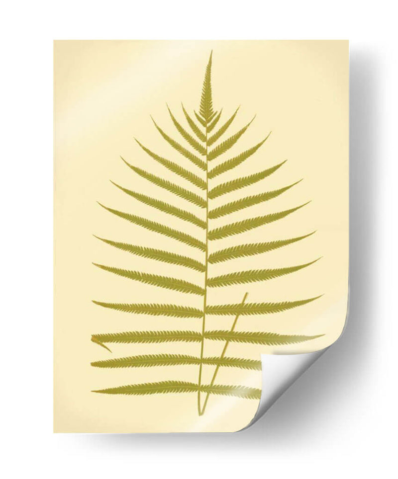 Lowes Fern Iv - E.J. Lowe | Cuadro decorativo de Canvas Lab