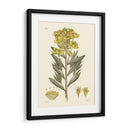 Placa Floral Antigua V - Vision Studio | Cuadro decorativo de Canvas Lab