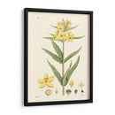 Placa Floral Antigua Viii - Vision Studio | Cuadro decorativo de Canvas Lab