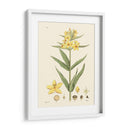 Placa Floral Antigua Viii - Vision Studio | Cuadro decorativo de Canvas Lab