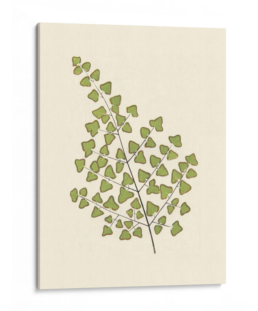 Woodland Ferns Ii - E. J. Lowe | Cuadro decorativo de Canvas Lab