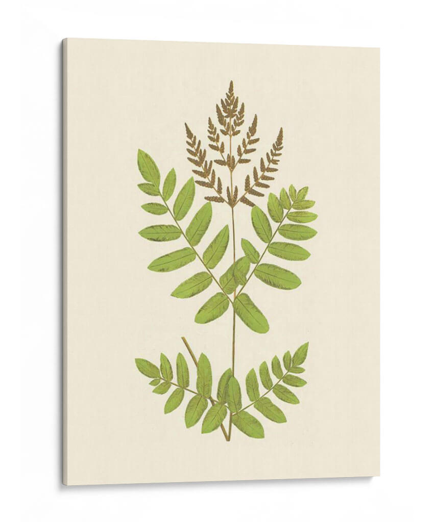 Woodland Ferns Vii - E. J. Lowe | Cuadro decorativo de Canvas Lab