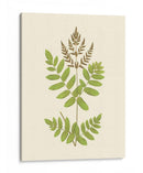 Woodland Ferns Vii - E. J. Lowe | Cuadro decorativo de Canvas Lab