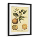 Petite Fruits Toscana Iii - Vision Studio | Cuadro decorativo de Canvas Lab