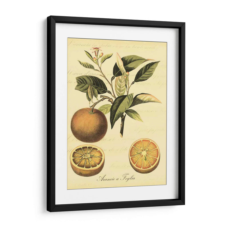 Petite Fruits Toscana Iii - Vision Studio | Cuadro decorativo de Canvas Lab