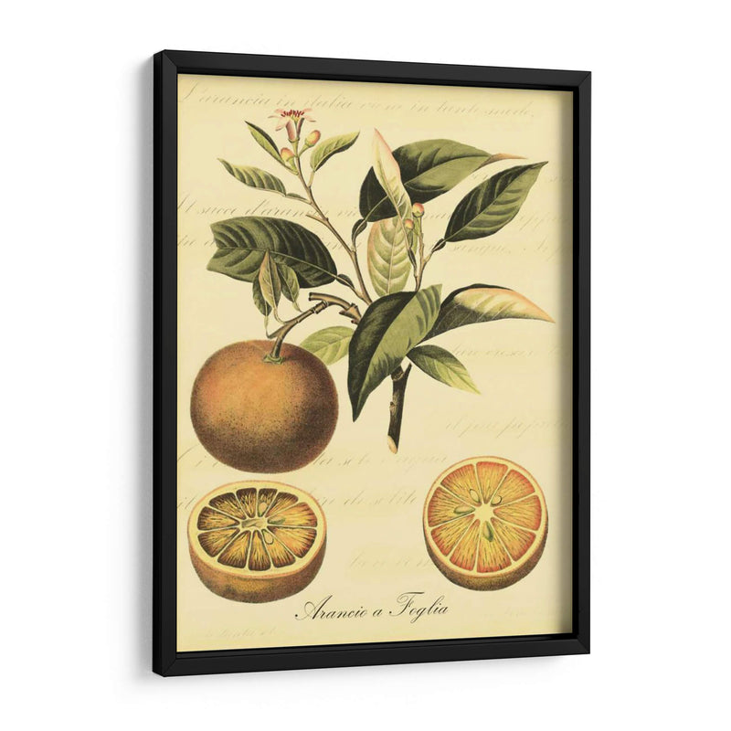 Petite Fruits Toscana Iii - Vision Studio | Cuadro decorativo de Canvas Lab