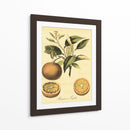 Petite Fruits Toscana Iii - Vision Studio | Cuadro decorativo de Canvas Lab
