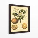 Petite Fruits Toscana Iii - Vision Studio | Cuadro decorativo de Canvas Lab