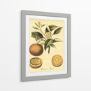 Petite Fruits Toscana Iii - Vision Studio | Cuadro decorativo de Canvas Lab