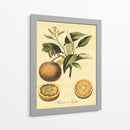 Petite Fruits Toscana Iii - Vision Studio | Cuadro decorativo de Canvas Lab