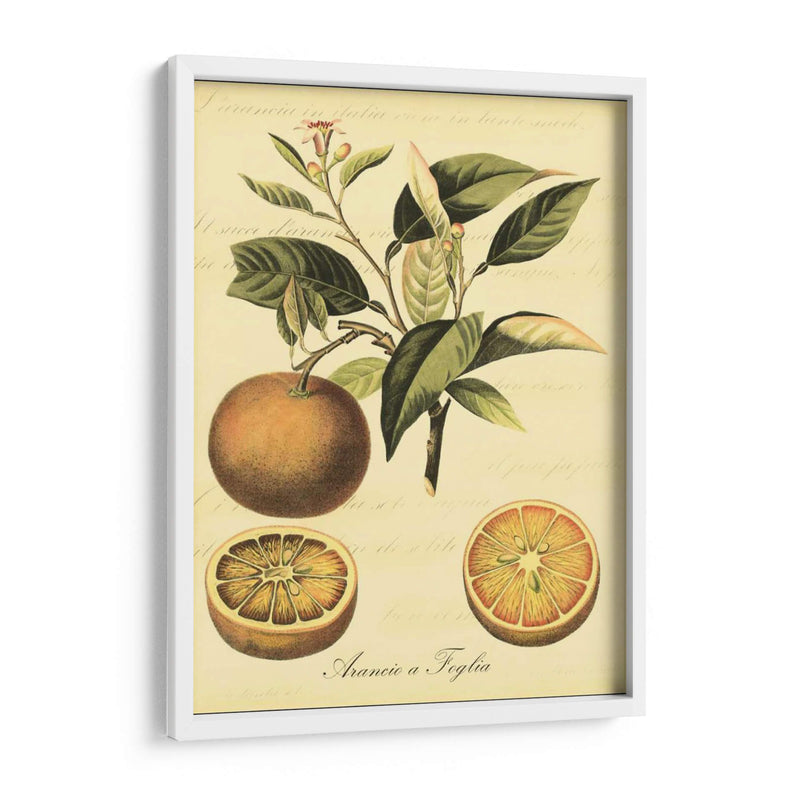 Petite Fruits Toscana Iii - Vision Studio | Cuadro decorativo de Canvas Lab