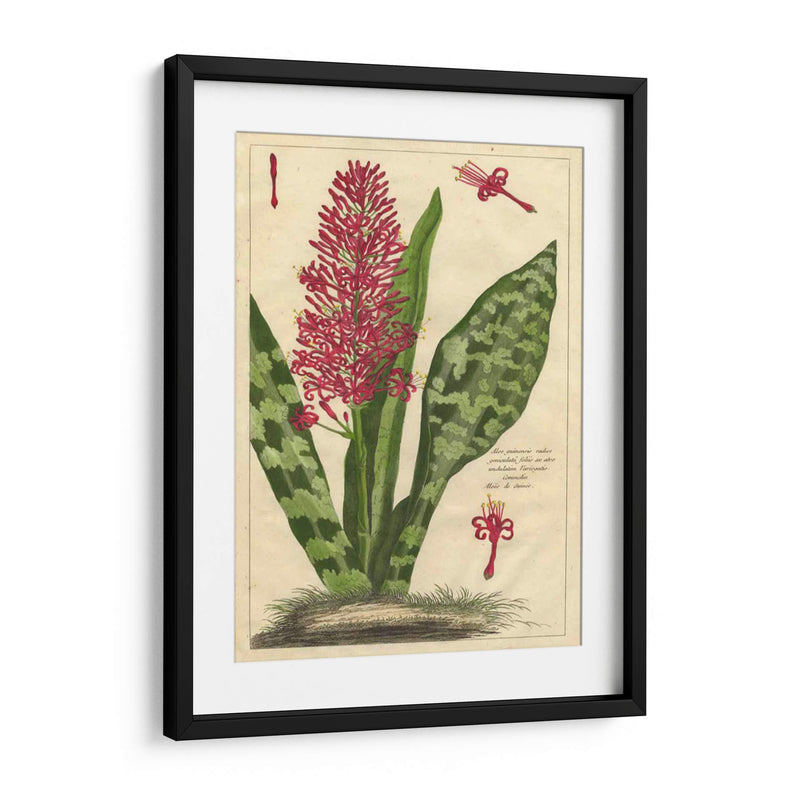 Fleur De Rouge I | Cuadro decorativo de Canvas Lab