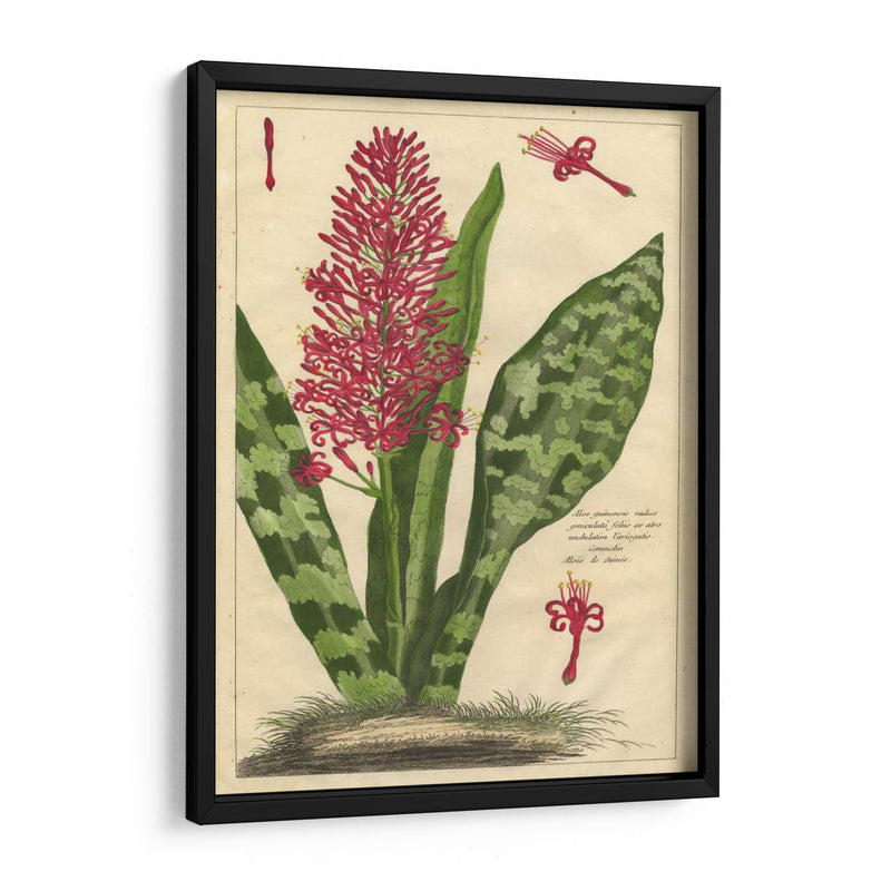 Fleur De Rouge I | Cuadro decorativo de Canvas Lab