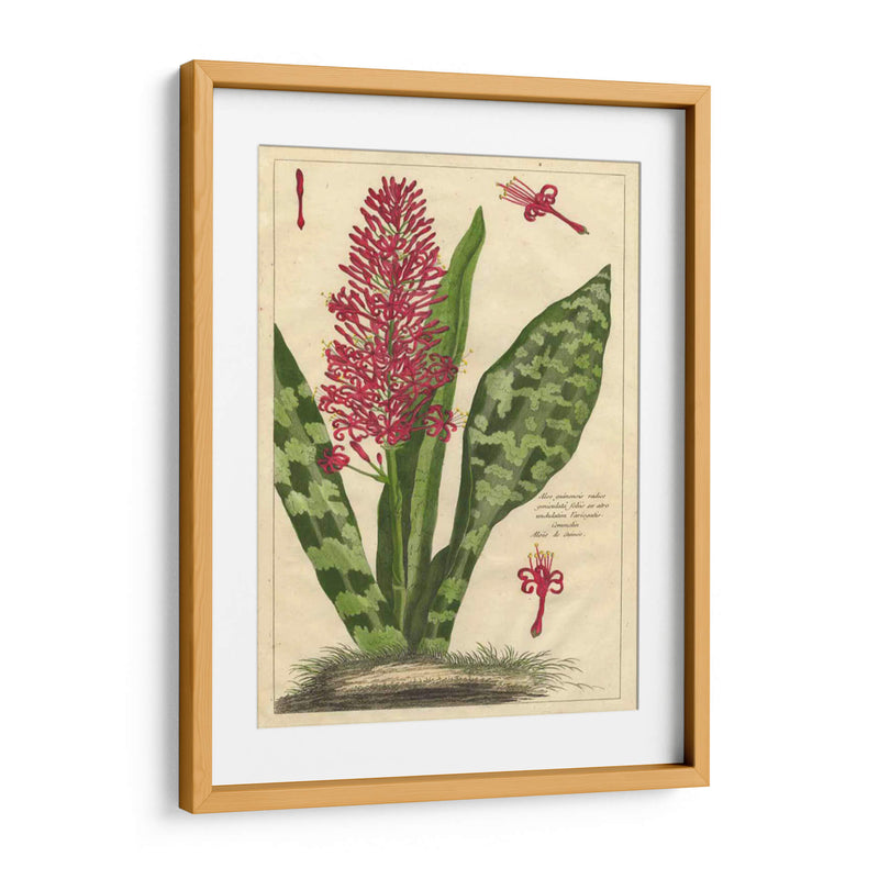 Fleur De Rouge I | Cuadro decorativo de Canvas Lab