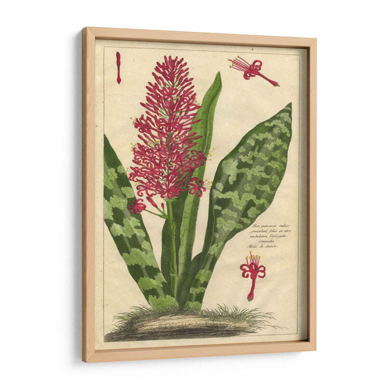 Fleur De Rouge I | Cuadro decorativo de Canvas Lab