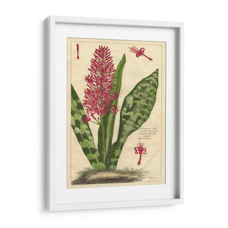 Fleur De Rouge I | Cuadro decorativo de Canvas Lab