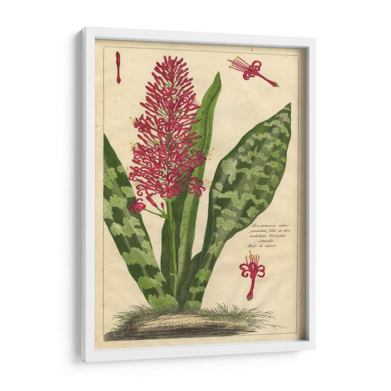 Fleur De Rouge I | Cuadro decorativo de Canvas Lab