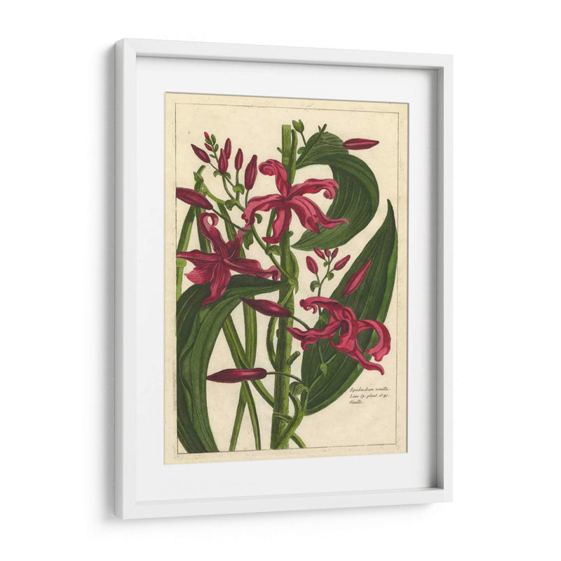 Fleur De Rouge Iii | Cuadro decorativo de Canvas Lab