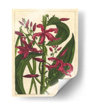 Fleur De Rouge Iii | Cuadro decorativo de Canvas Lab