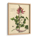 Fleur De Rouge Iv | Cuadro decorativo de Canvas Lab