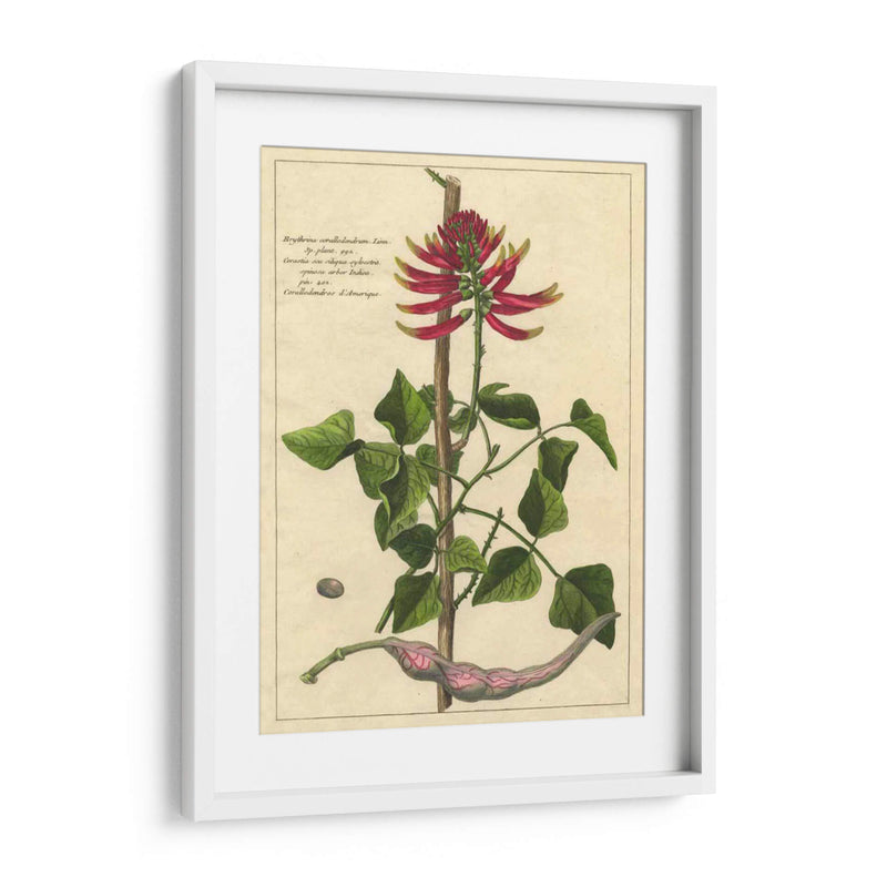 Fleur De Rouge Iv | Cuadro decorativo de Canvas Lab