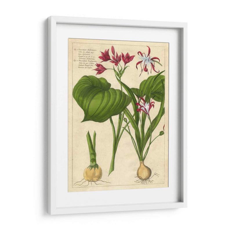 Fleur De Rouge V | Cuadro decorativo de Canvas Lab