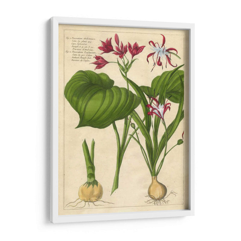 Fleur De Rouge V | Cuadro decorativo de Canvas Lab