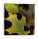 Pequeñas Hojas Vívidas Ii - Vision Studio | Cuadro decorativo de Canvas Lab