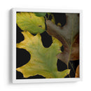 Pequeñas Hojas Vívidas Ii - Vision Studio | Cuadro decorativo de Canvas Lab