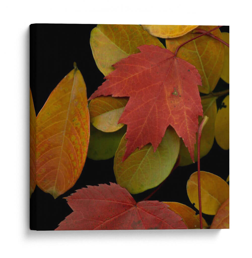 Pequeñas Hojas Vívidas Iii - Vision Studio | Cuadro decorativo de Canvas Lab