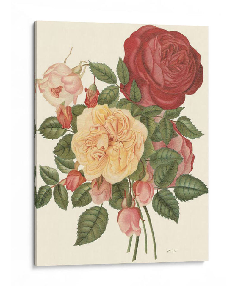 Rosas Vintage I - Vision Studio | Cuadro decorativo de Canvas Lab