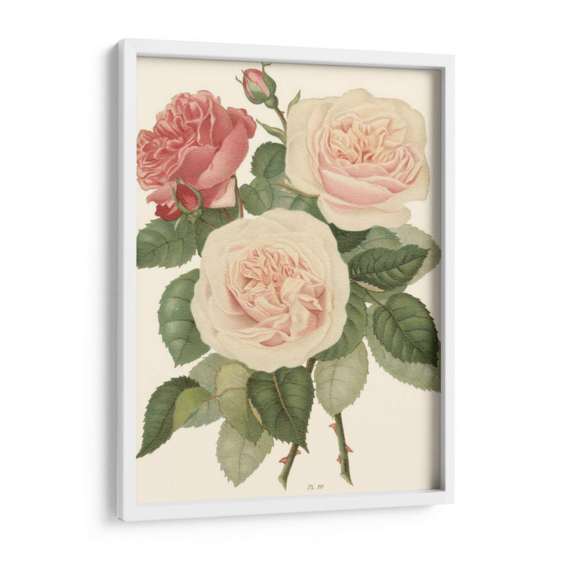 Rosas Vintage Ii - Vision Studio | Cuadro decorativo de Canvas Lab