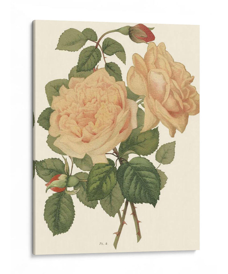 Vintage Roses Iii - Vision Studio | Cuadro decorativo de Canvas Lab