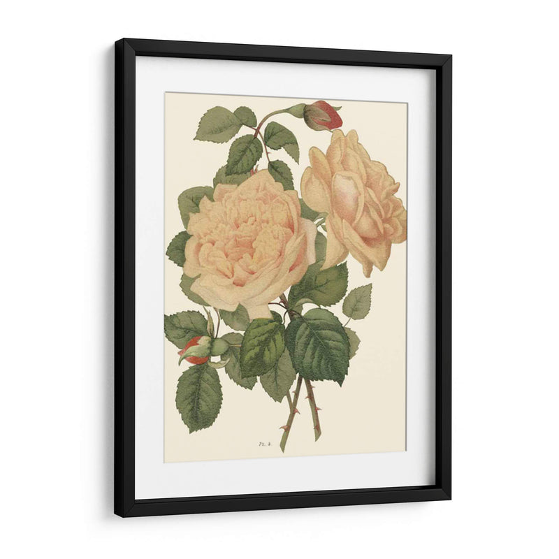 Vintage Roses Iii - Vision Studio | Cuadro decorativo de Canvas Lab